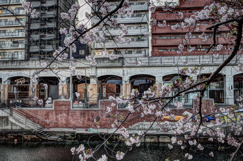 大岡川桜桟橋