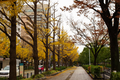 雨あがりのイチョウ並木