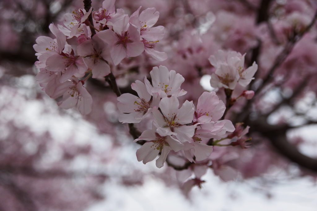 三ツ池公園の桜