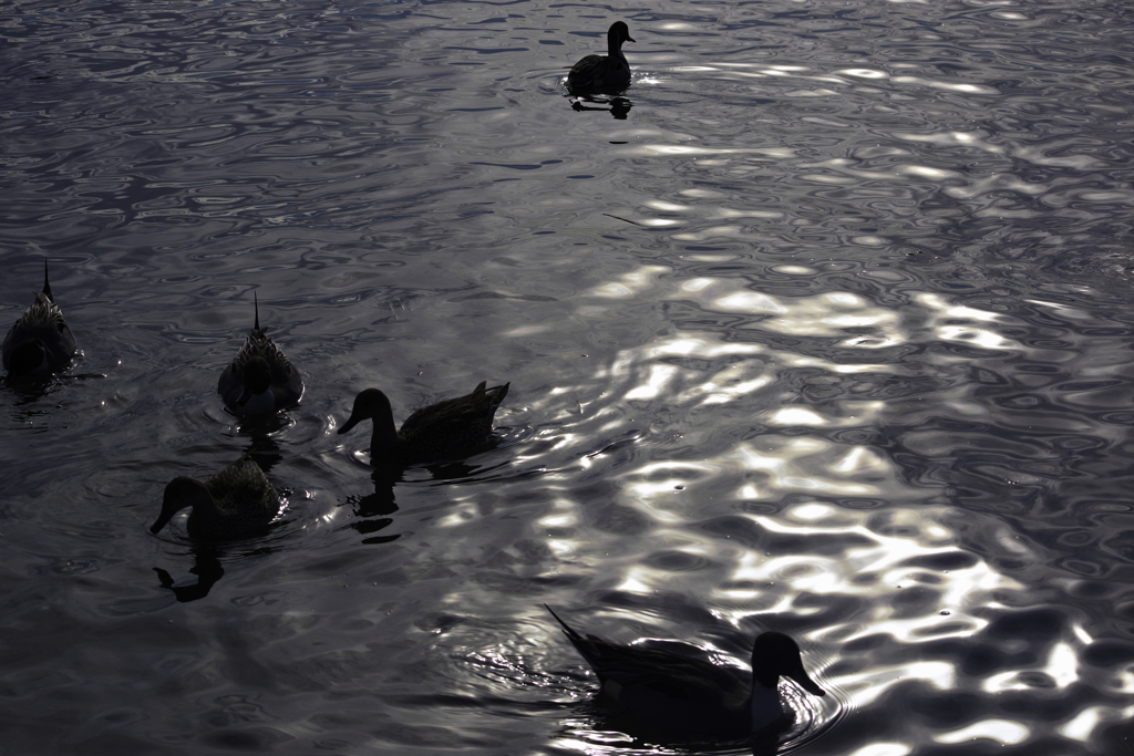 Swan Lake 猪苗代