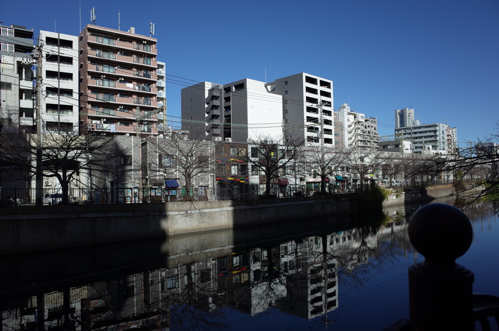 冬の大岡川