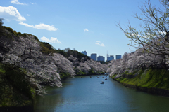 満開の千鳥ヶ淵