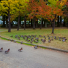 色づく開成山公園