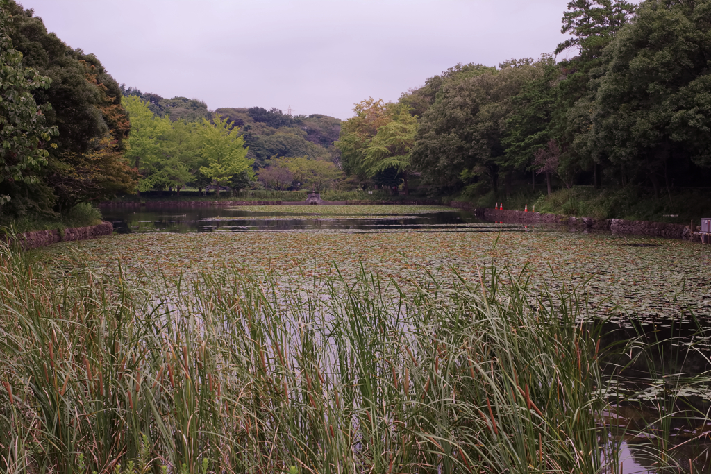 遅い朝の公園散歩