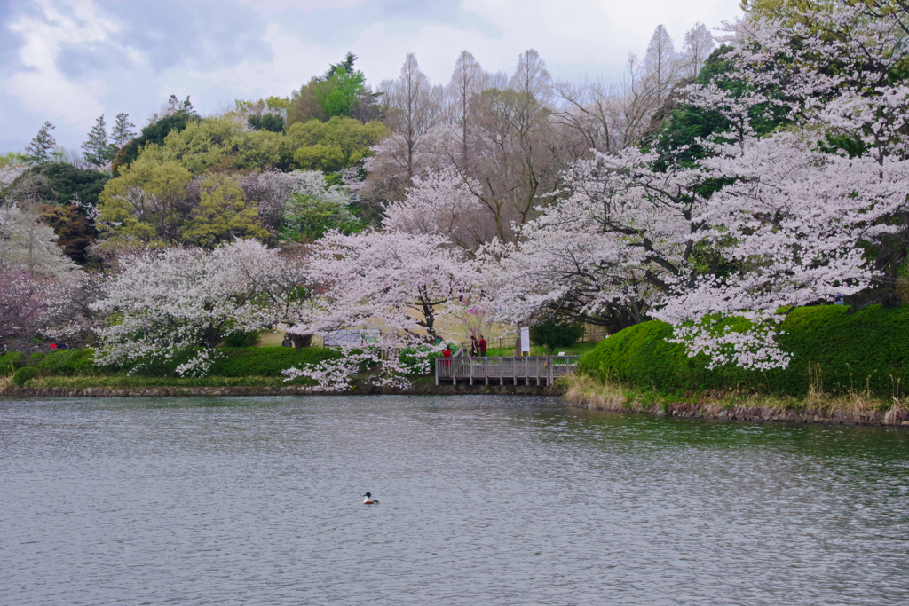 三ツ池公園の桜