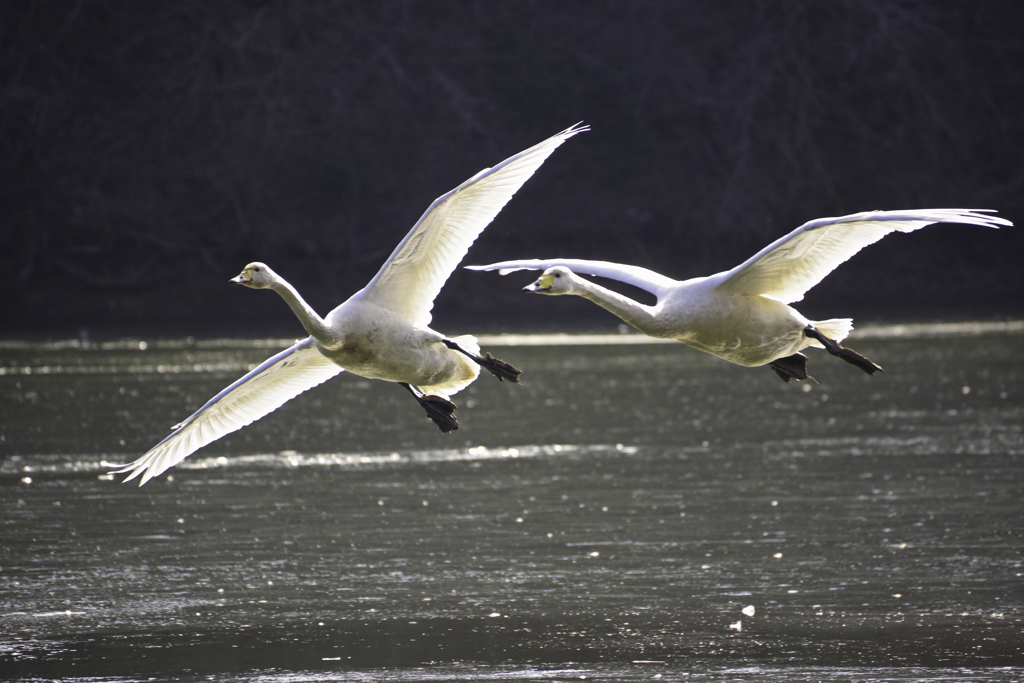 白鳥Photoにチャレンジ3/7