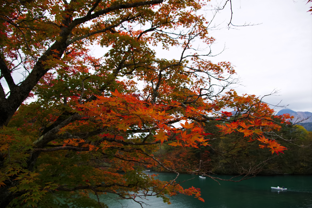 紅葉情報