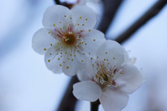 白梅開花