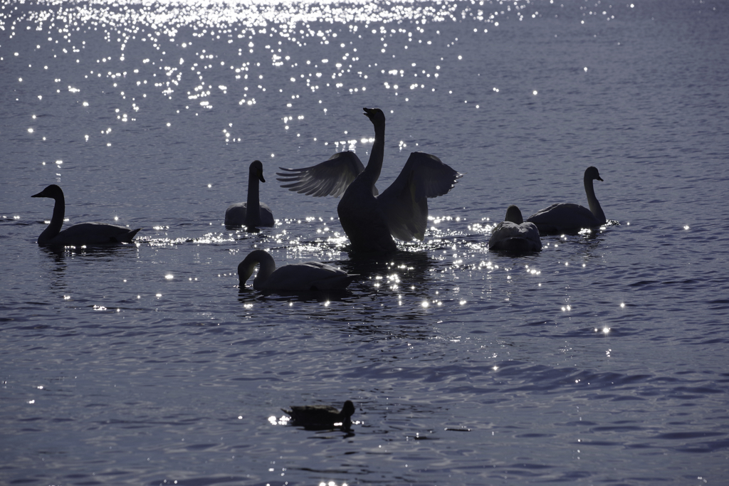 Swan Lake 猪苗代
