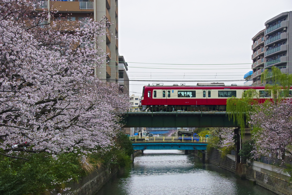 石崎川の桜