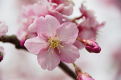小松ヶ池の河津桜