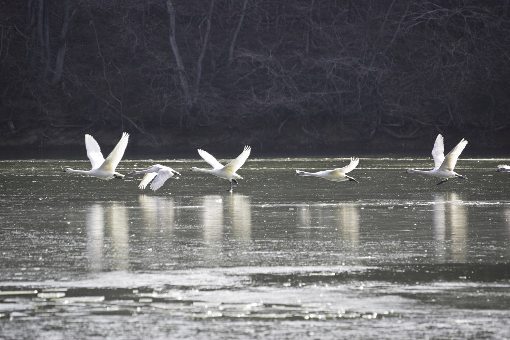 白鳥Photoにチャレンジ4/7
