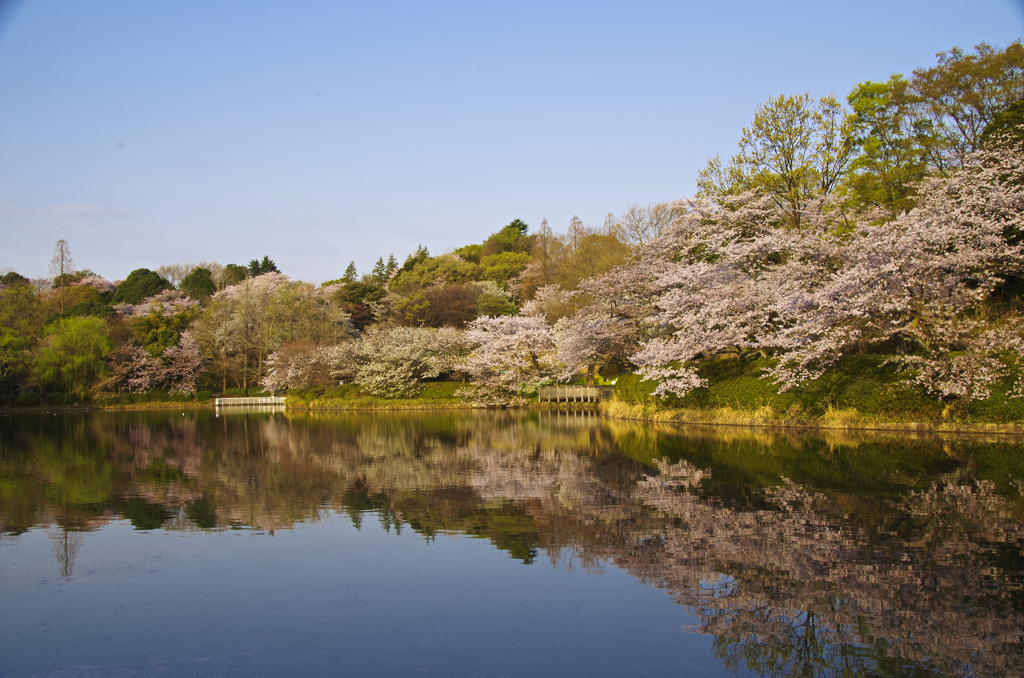 三ッ池公園の桜