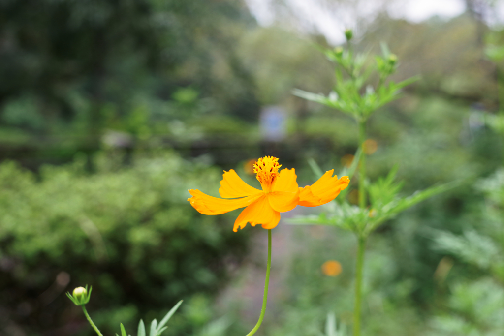 遅い朝の公園散歩