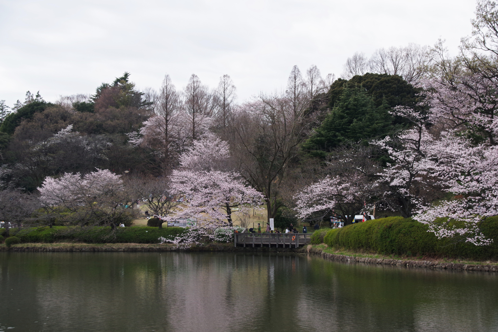 三ツ池公園の桜