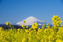 吾妻山公園より