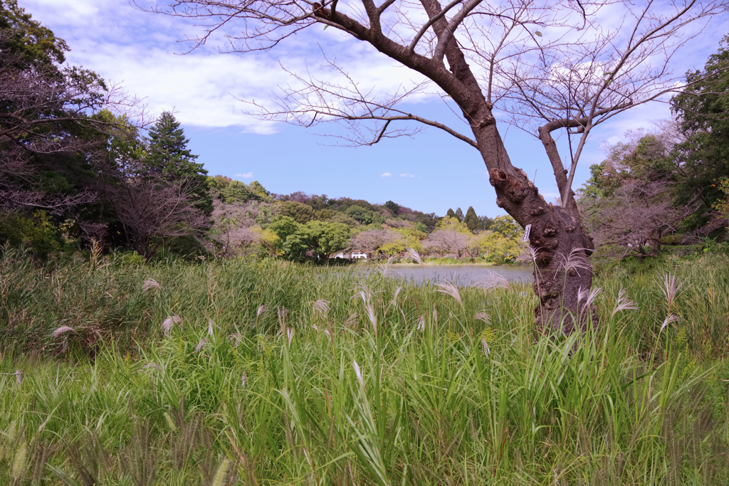 初秋の三ッ池公園