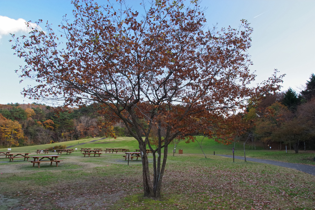 晩秋の公園スナップ