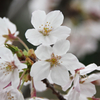 三ツ池公園の桜