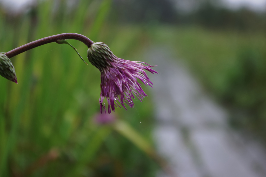 初秋の湿生花園・雨