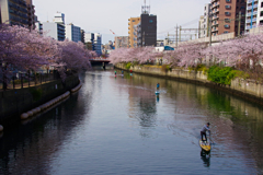 大岡川の桜 final