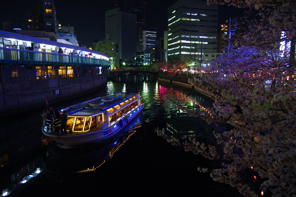 大岡川の桜