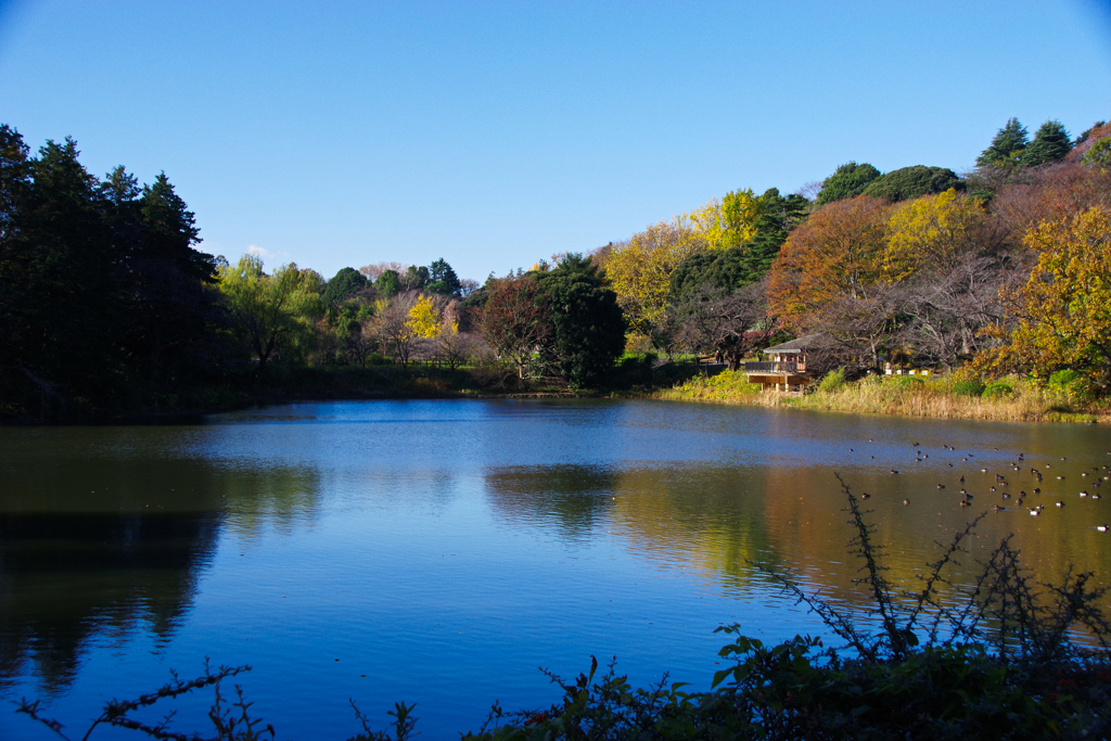 晩秋の三ッ池公園