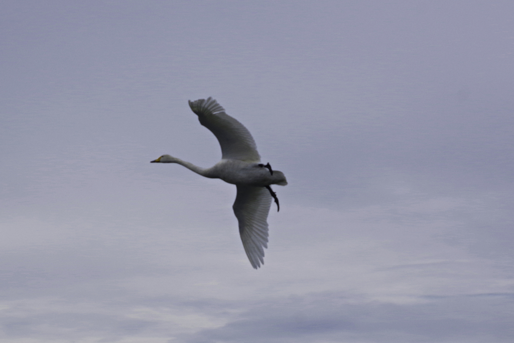 Swan Lake 猪苗代
