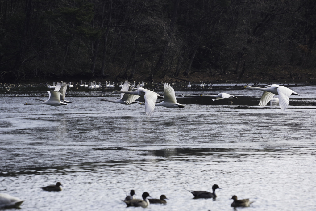 白鳥Photoにチャレンジ7/7