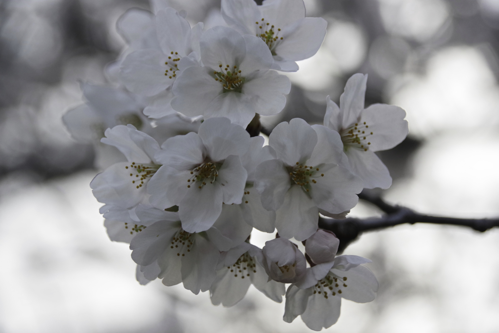 小峰城の桜2023