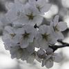 小峰城の桜2023