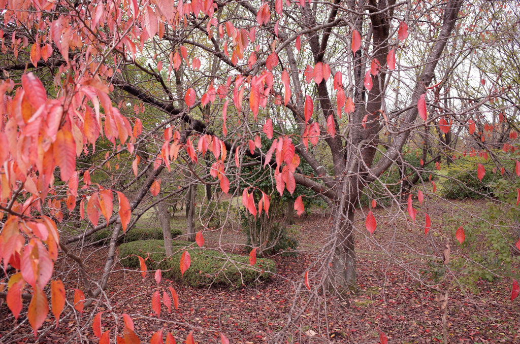 Fall Foliage