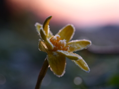 霜降りの花