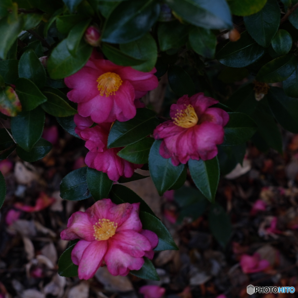 花はいつか散る 痛んだ花も美しい