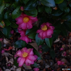 花はいつか散る 痛んだ花も美しい