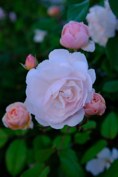 薔薇　浜寺公園