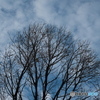 樹と空と雲