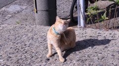 相島の猫