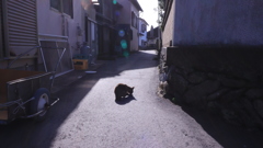 相島の猫
