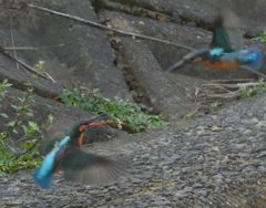 いつもの川_カワセミ_Ⅱ