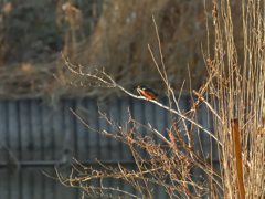公園のカワセミ_4