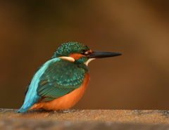 公園のカワセミ
