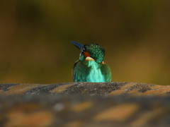 公園のカワセミ_3