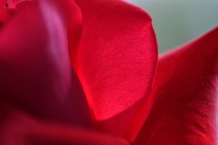 花びらの脈