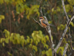 百舌の高鳴き