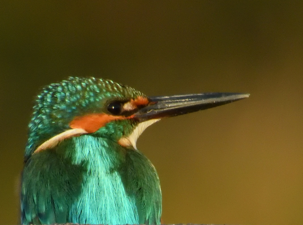 公園のカワセミ