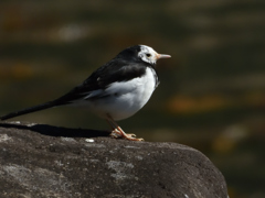 モノクロ鳥