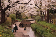 桜、見てきました。