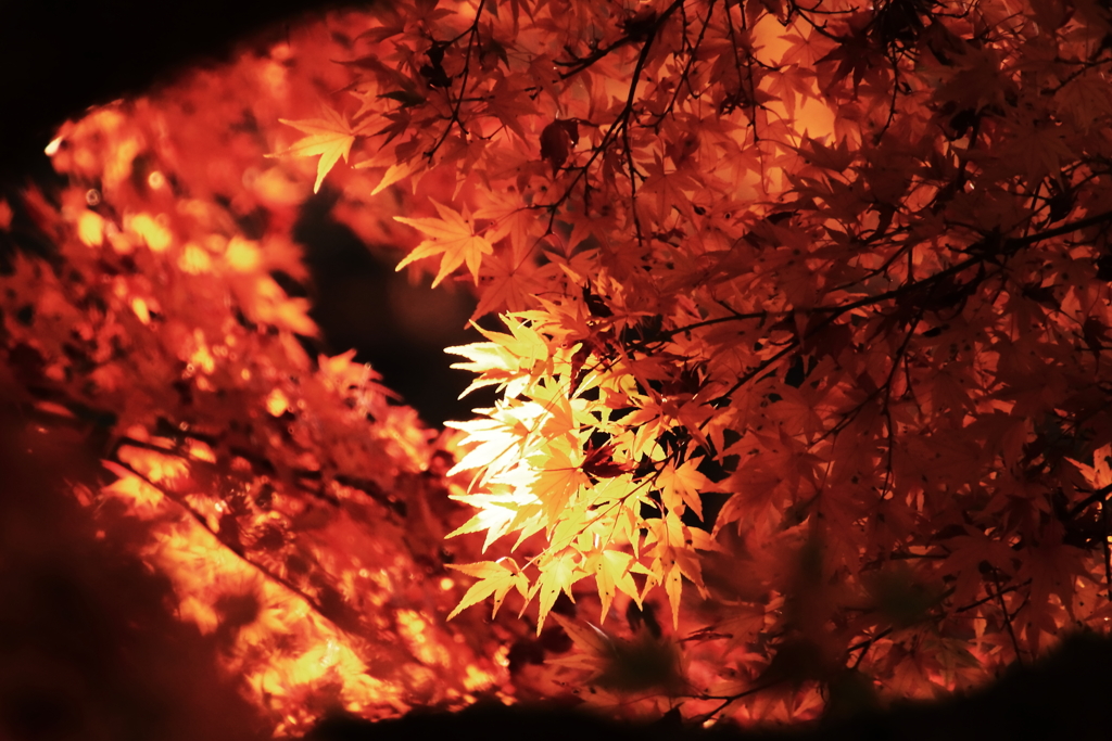 修善寺 紅葉 (2)