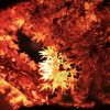 修善寺 紅葉 (2)